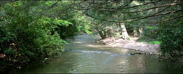 Mountain stream through wooded campground land